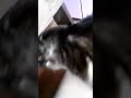 Видео - В животах урчит! Голодные и злые кошки ждут еду. #cat #kitty #kitten