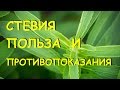 Видео - Стевия. Польза и вред.