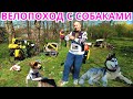 Видео - Велопоход с собаками. Сосиски на костре. Ночёвка в палатке.