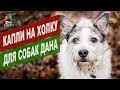 Видео - Капли на холку для собак Дана | Обзор капли на холку для собак Дана