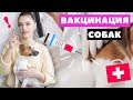 Видео - ВАКЦИНАЦИЯ СОБАК | ДЕЛАЕМ ПРИВИВКИ: график прививок, выбор вакцины, подготовка и карантин