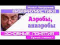 Видео - #Аквариумистика. Основные понятия. Аэробы, Анаэробы. #shorts