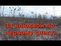 Видео - Как клюкву собирали мы на болоте. Ягода клюква.