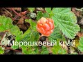 Видео - Морошковый край