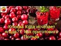 Видео - Клюква KLUKVA ягода Как приготовить Cranberry исчезает моментально  Польза огромная