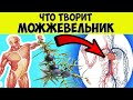 Видео - Что творит МОЖЖЕВЕЛЬНИК с организмом человека? Полезные и лечебные свойства можжевельника