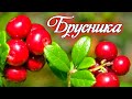 Видео - Наступил сезон брусники. Где собирать ягоды и как уберечься в лесу от медведя