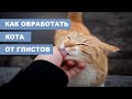 Видео - Как обработать кошку от глистов. Капли от глистов