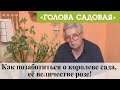 Видео - Голова садовая - Как позаботиться о королеве сада, её величестве розе!