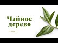 Видео - Эфирное масло Чайного дерева от компании DoTerra - лучший натуральный антисептик