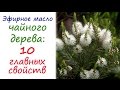 Видео - Масло чайного дерева: эфирное масло №1 в любой аптечке