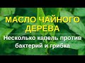 Видео - Эфирное масло чайного дерева.  Какое чайное дерево дает правильное масло? Исследования. Опыт