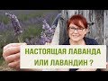 Видео - Это не настоящая Лаванда! Лаванда или Лавандин? Почему эфирное масло Лаванды не может быть дешевым