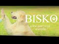 Видео - Bisko