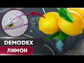 Видео - 🍋 Лимон против клеща | Угревая Железница Demodex