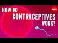 Видео - How do contraceptives work? - NWHunter