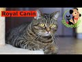 Видео - Почему все рекомендуют корм Роял Канин (Royal Canin)?