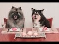 Видео - Корм для собак  Royal Canin Hepatic, 1 5кг