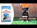 Видео - Сухой корм для щенков собак крупных пород от 2 до 15 месяцев · Royal Canin Maxi Puppy