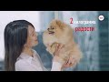 Видео - Новинка Royal Canin для померанского шпица