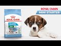 Видео - Сухой корм Royal Canin Mini Starter для кормящих собак мелких пород