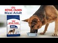 Видео - Сухой корм Royal Canin Maxi Adult для собак крупных пород