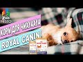 Видео - Корм для собак Роял Канин Чихуахуа| Обзор Корма Роял Канин | Royal Canin Chihuahua review