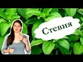 Видео - Сладкие штучки. Стевия - натуральный сахарозаменитель. Стевия для похудения