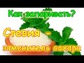 Видео - Как запаривать и использовать стевию (заменитель сахара). (03.17г.) Семья Бровченко.