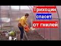 Видео - Срочно! Пролейте почву в теплице, защита рассады от увядания. Как применять Трихоцин по инструкции.