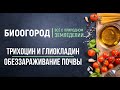 Видео - Обеззараживание почвы биопрепаратами Трихоцин и Глиокладин