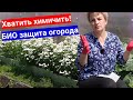 Видео - Сколько можно лить химию в огороде? Защита и лечение овощей на грядке без химии, только bio средства