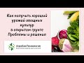 Видео - Вебинар &quot;Как получить хороший урожай овощных культур в открытом грунте.  Проблемы и решения&quot;