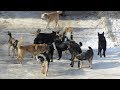 Видео - Отпугиватель Бродячих Собак.Пробуем на деле,большой тест.Dog Repeller.