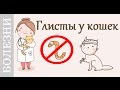 Видео - Глисты у кошки, таблетки от глистов. Советы ветеринара