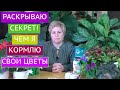 Видео - ЛУЧШИЕ ПОДКОРМКИ ДЛЯ ДОМАШНИХ ЦВЕТОВ! ПИТАТЕЛЬНЫЕ КОКТЕЙЛИ НА ЛЮБОЙ КОШЕЛЕК!