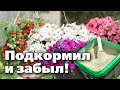 Видео - Что добавить в почву для горшков и кашпо. Нашла отличный вариант!