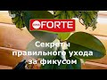 Видео - Секреты правильного ухода за фикусом. Удобрение для фикусов и пальм от Bona Forte.