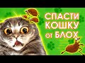 Видео - Как вывести блох у кошки. Советы ветеринара.