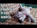 Видео - Как избавиться от блох у кошки и в доме  навсегда