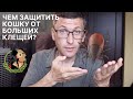 Видео - Чем обработать кошку от клещей? Препараты от клещей для кошки