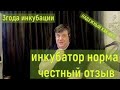 Видео - инкубатор норма честный отзыв