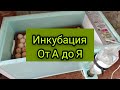 Видео - #инкубатор #матрица дели Инкубатор матрица дели /инкубация бролера(Кобб-500) и Мастер Грей.